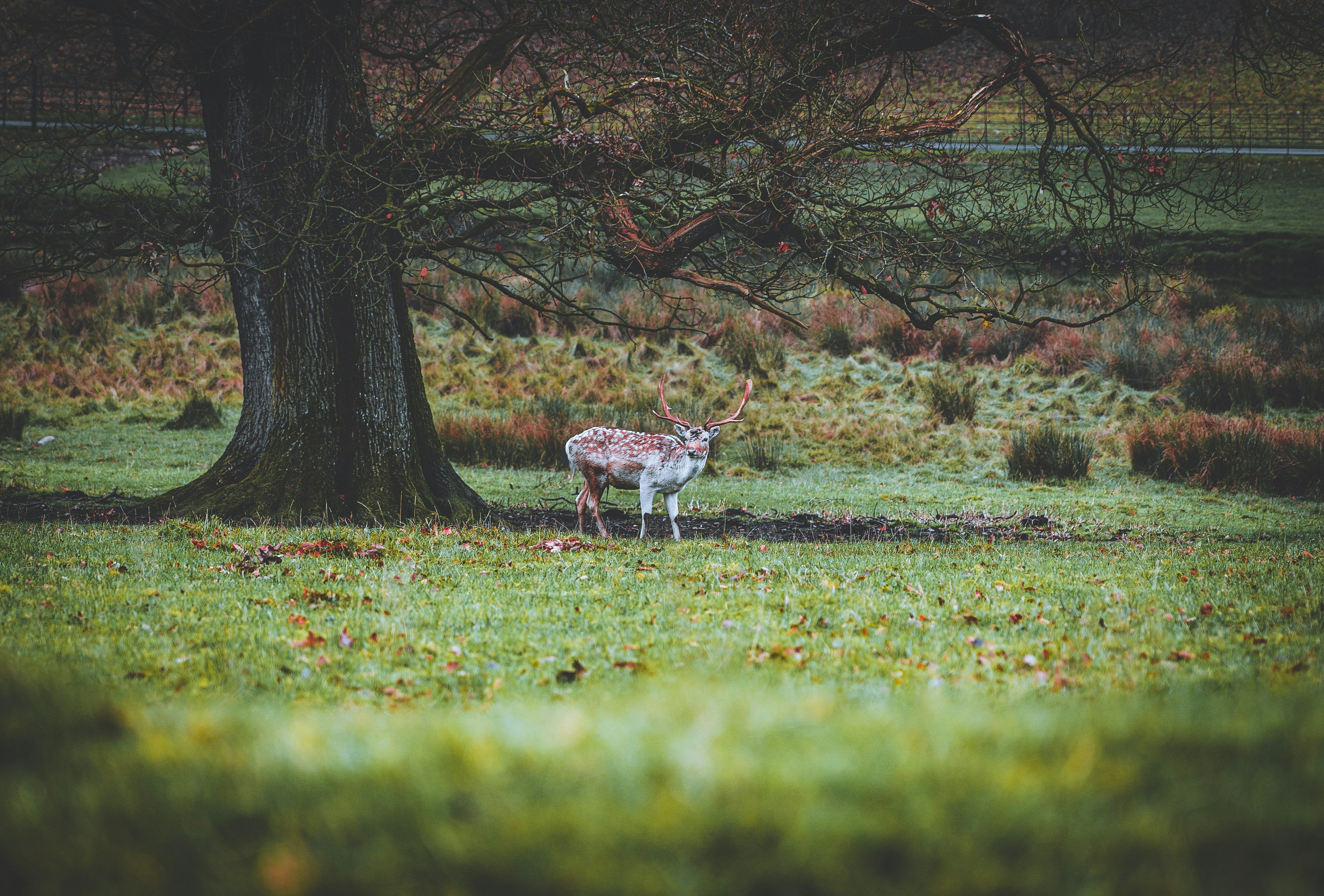 brown deer on green grass field during daytime